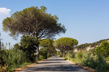 Çam ağacı avenue Toskana bölgesinde Maremma İtalya