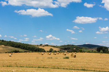Saman balya Toskana bölgesindeki Siena İtalya alanlarla görünümünü
