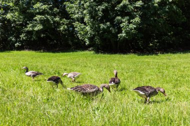 Nürnberg, Almanya'da Volkspark Dutzendteich ördekler doğal park