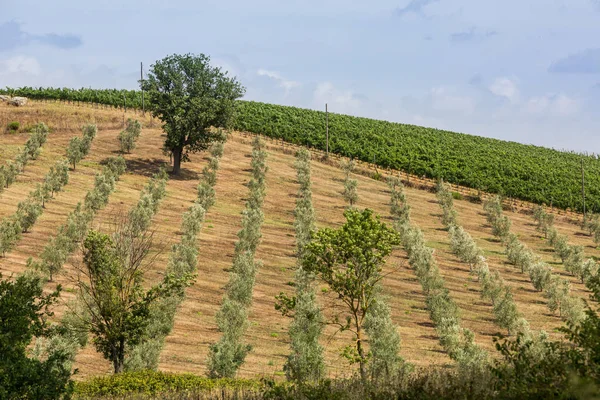 Vista de los campos y colinas toscanas en la región de Maremma en Italia — Foto de Stock