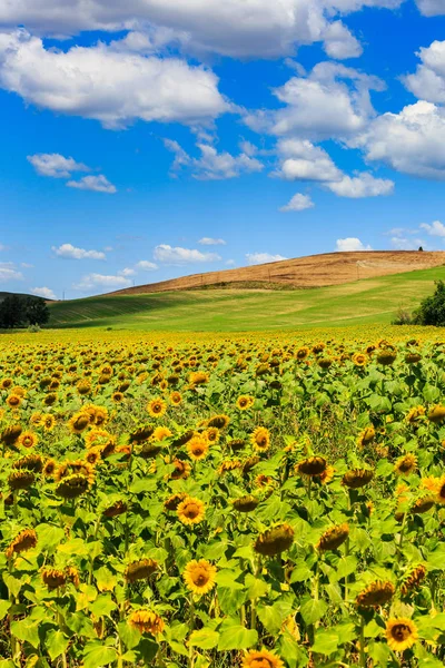 Sunflower fields in the tuscan region San Quirico d Orcia in Italy — Stock Photo, Image