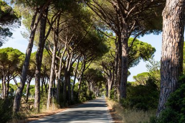 Çam ağacı avenue Toskana bölgesinde Maremma İtalya