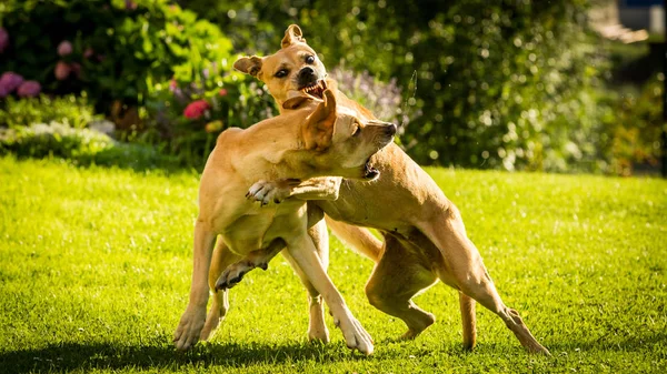 Labrador d'oro e Pitbull marrone stanno combattendo tra loro — Foto Stock