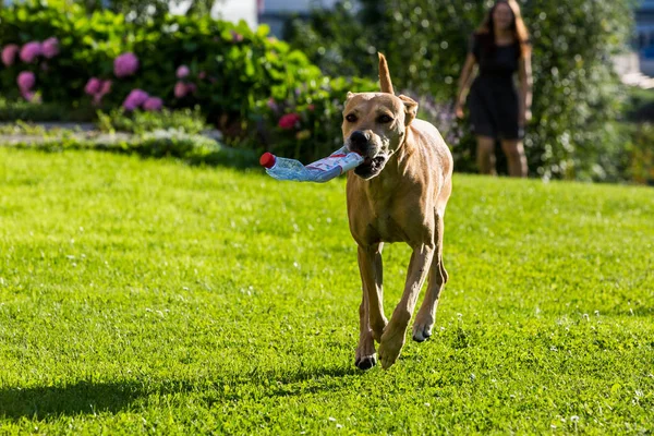 Perro pitbull marrón paseando y llevando una botella en un prado verde —  Fotos de Stock