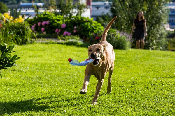 Perro pitbull marrón paseando y llevando una botella en un prado verde —  Fotos de Stock