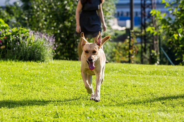 Коричневая собака лабрадор гуляет по зеленому лугу — стоковое фото