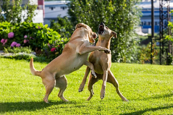Brown Labrador e Brown Pitbull stanno combattendo tra loro in giardino — Foto Stock