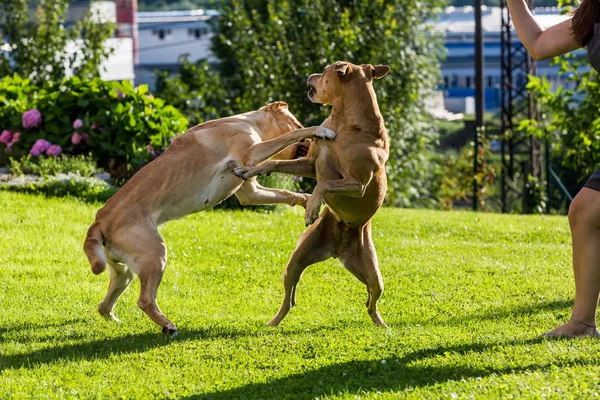 Brown Labrador e Brown Pitbull stanno combattendo tra loro in giardino — Foto Stock