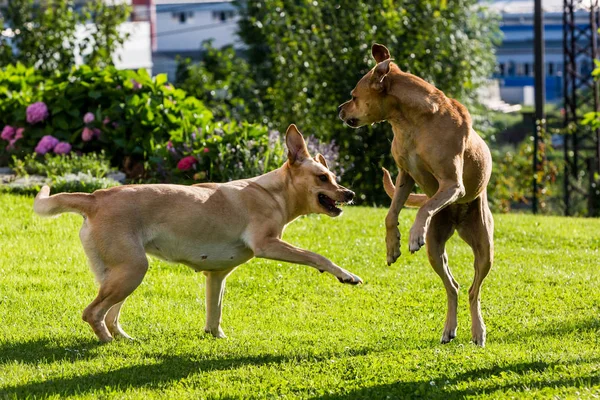 Brown Labrador e Brown Pitbull stanno combattendo tra loro in giardino — Foto Stock