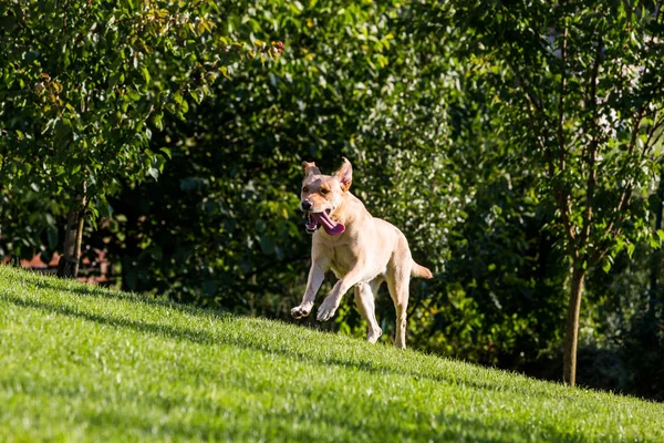 Pies Brown Labrador działa na zielonej łące — Zdjęcie stockowe