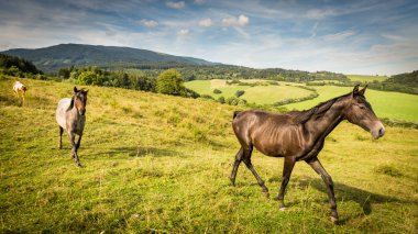 Horse on a pasture in the Slovakian region Orava clipart