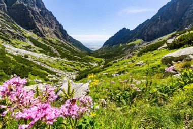 Doğa yüksek Tatras Teryho Chata için yürüyüş rota boyunca