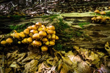 Bir ormandaki bir ölüm ağaç gövdesi üzerinde yabani mantar bir sürü