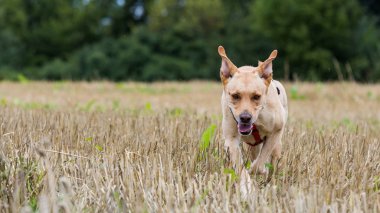 Labrador köpek mowed buğday sahada çalışan