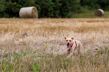 Labrador köpek mowed buğday sahada çalışan