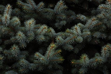 Yaz saati bir köknar ağacı çam iğneleri