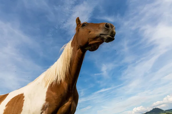 Caballo en un prado con cielo en la región eslovaca Orava — Foto de Stock