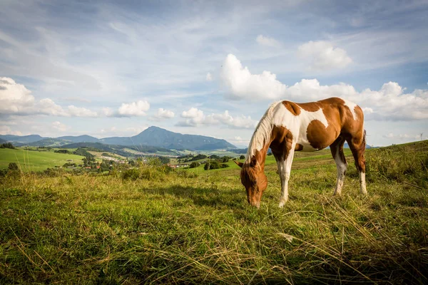 Vista de un caballo en el prado en la región eslovaca Orava — Foto de Stock