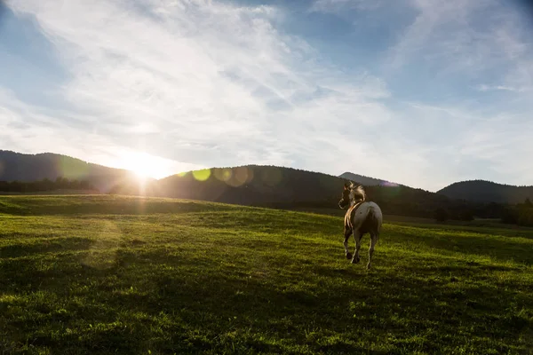 Vista de un caballo de carreras en la región eslovaca Orava — Foto de Stock