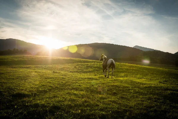 Vista de un caballo en la región eslovaca Orava — Foto de Stock