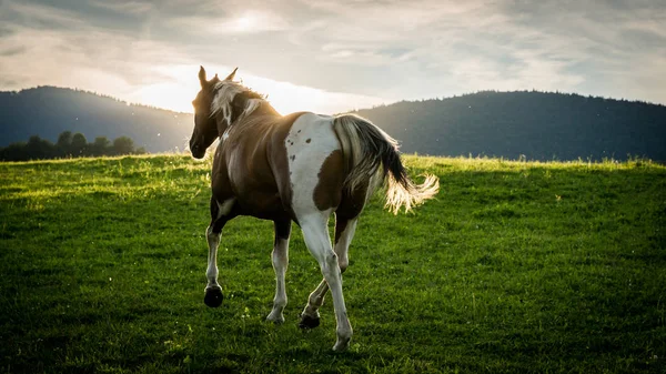 Vista de un caballo en la región eslovaca Orava — Foto de Stock
