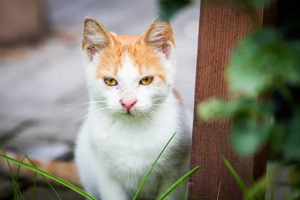 Un chat abri au gingembre blanc dans la cour arrière — Photo
