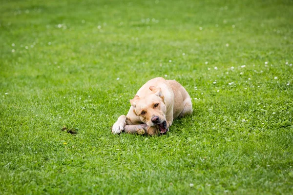 Ahşap bir parça ile oynayan kahverengi Labrador köpek — Stok fotoğraf