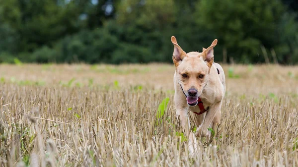 Собака-лабрадор бежит по скошенному пшеничному полю — стоковое фото