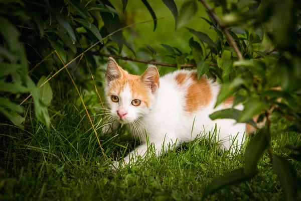 Un chat abri au gingembre blanc dans la cour arrière — Photo