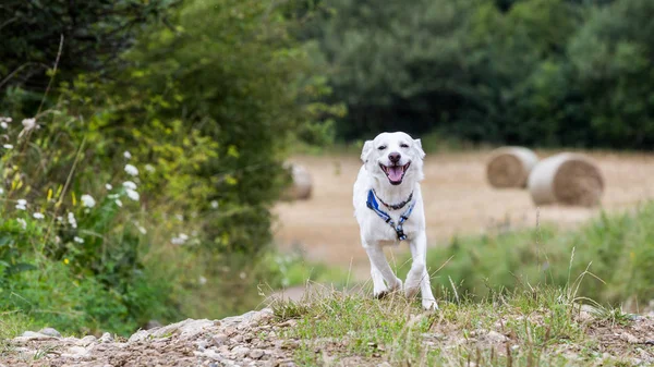 Белая смешанная порода лабрадорская собака бегает по полю — стоковое фото