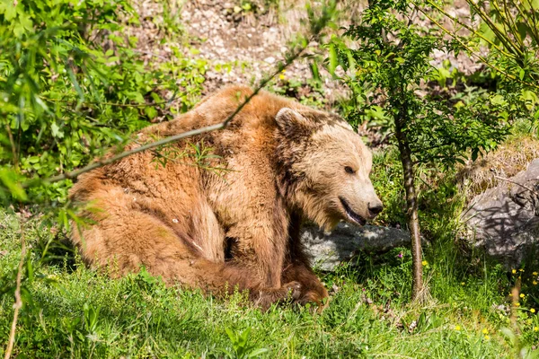 Syn på Baerenpark i huvudstaden Bern, Schweiz — Stockfoto