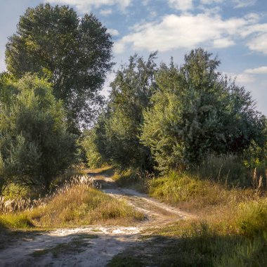  doğa summerlandscape ağaçlar ve yol