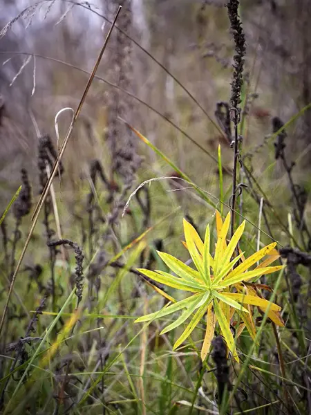 Autumn yellow little flowers in the garden — Stock Photo, Image