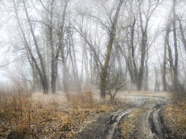 Orman sisli yatay, yol