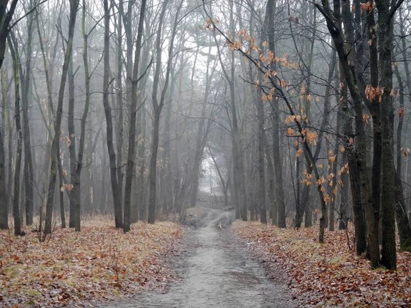 Orman sisli yatay, yol