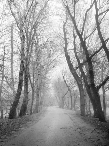 Orman sisli yatay, yol