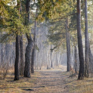 Yol bir çam ormanı içinde