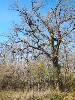 Manzara bahar güneşli ahşap