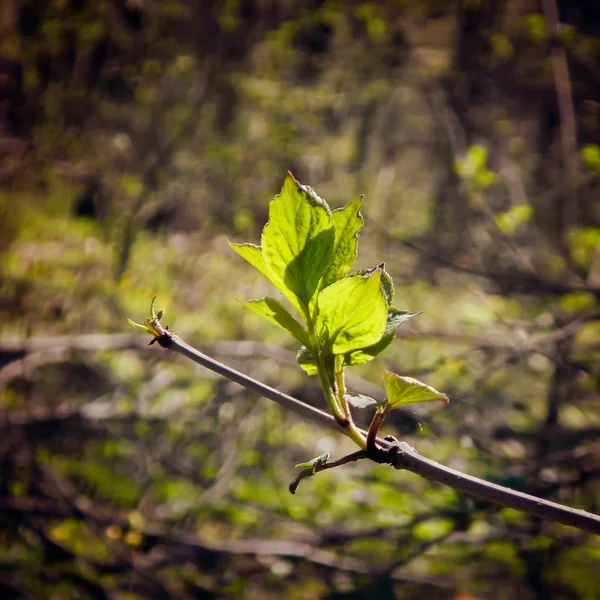 First spring leaves — Stock Photo, Image