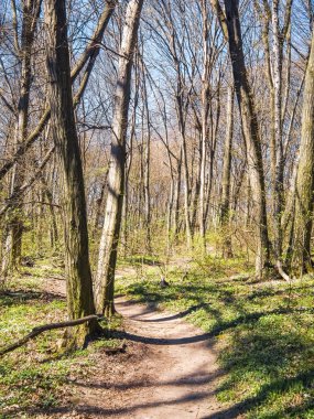 Manzara bahar güneşli ahşap
