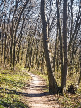 Manzara bahar güneşli ahşap