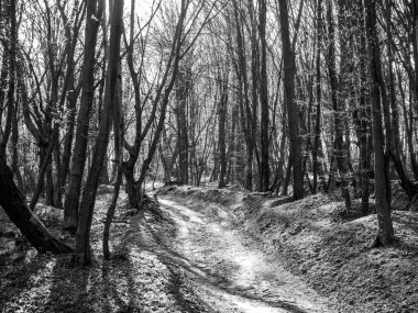 Manzara bahar güneşli ahşap