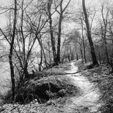 Manzara bahar güneşli ahşap