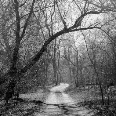 Manzara bahar güneşli ahşap