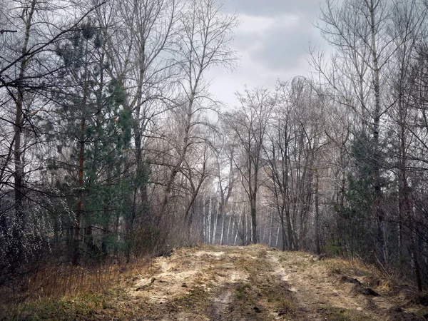 Krajina ze dřeva vkusně jaro — Stock fotografie