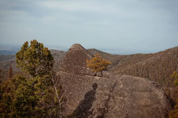 Reserve "krasnojarsk Säulen". Baum wächst in einem Felsen — Stockfoto