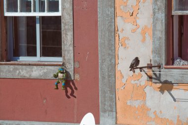 Ninja kaplumbağa ve güvercin pencerenin dışında.