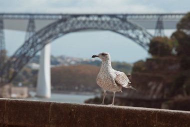 Kuş ve Ponti di Dona Mara Pia Köprüsü