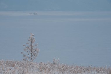 Karla kaplı Baykal gölünün arka planında yalnız bir ağaç.