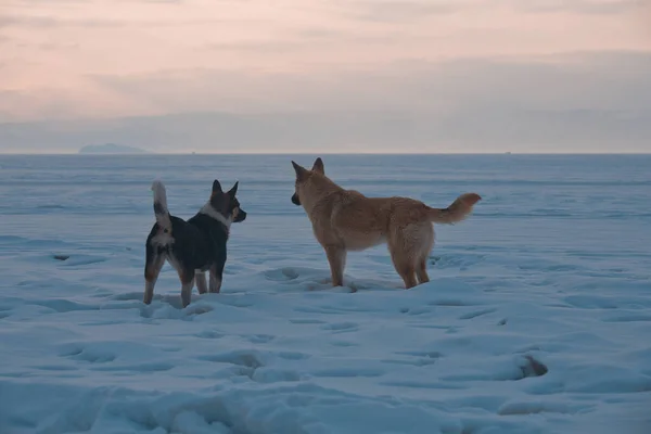 Perros Nieve Mirando Distancia —  Fotos de Stock